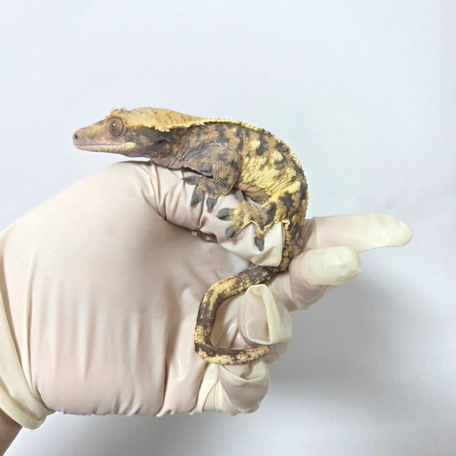 익스트림할리퀸 트라이