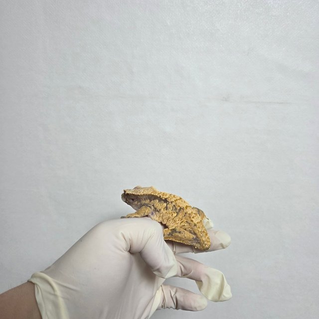 핀스트라이프 노멀 익스트림할리퀸 트라이