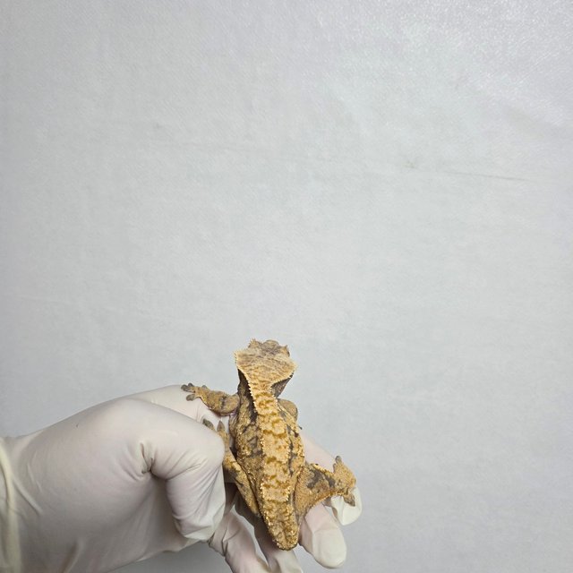 핀스트라이프 노멀 익스트림할리퀸 트라이