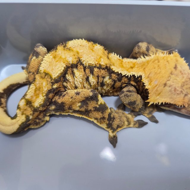 트라이 익스트림할리퀸 타이거