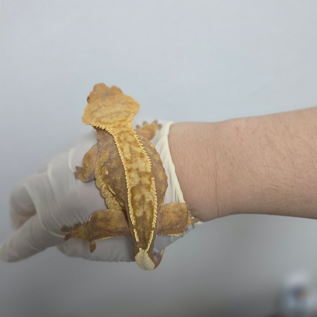 노멀 핀스트라이프 레드