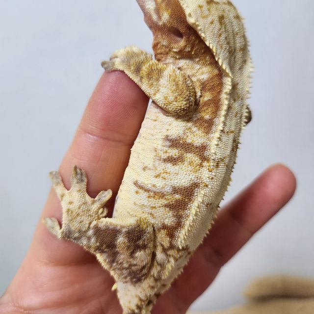 트라이