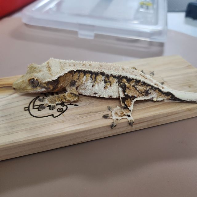 익스트림할리퀸 트라이