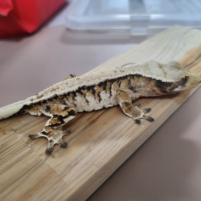 익스트림할리퀸 트라이