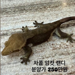 챠콜