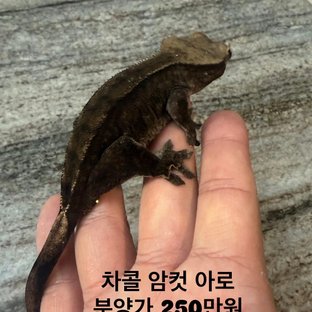 챠콜