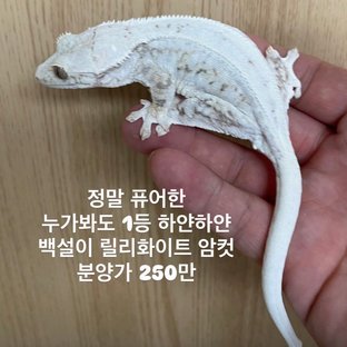 화이트 릴리화이트