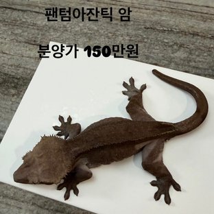 아잔틱