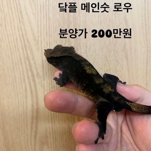 플레임 다크 챠콜