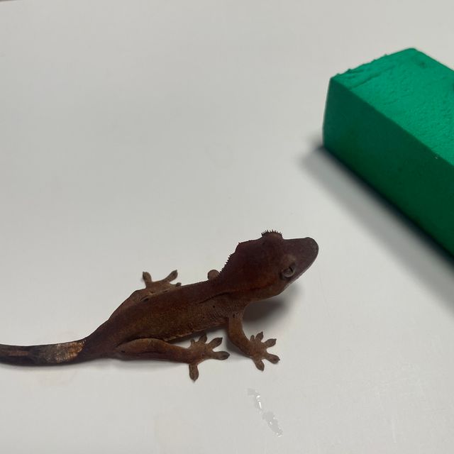 블랙 챠콜