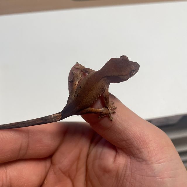 블랙 챠콜