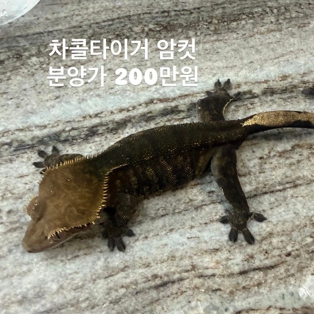 챠콜