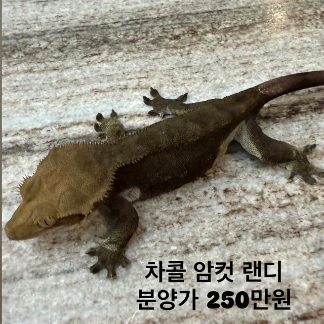 챠콜