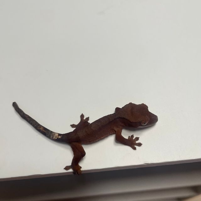챠콜 블랙