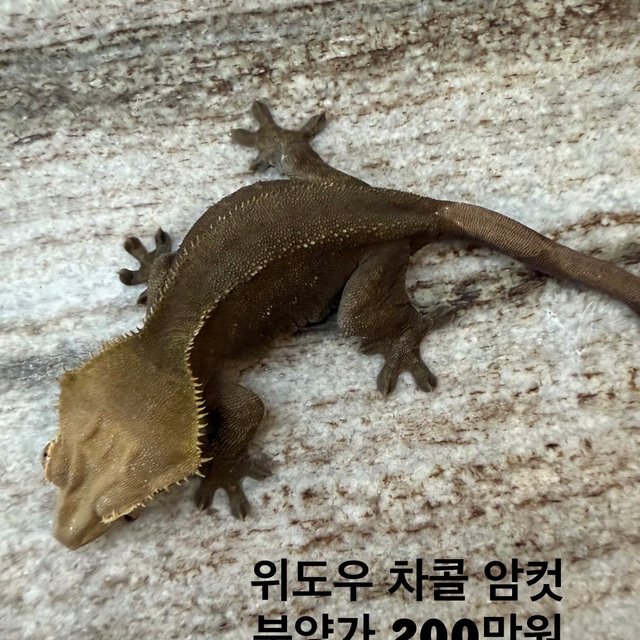 챠콜