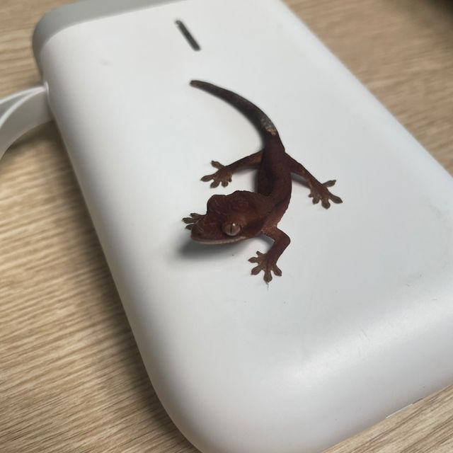 챠콜