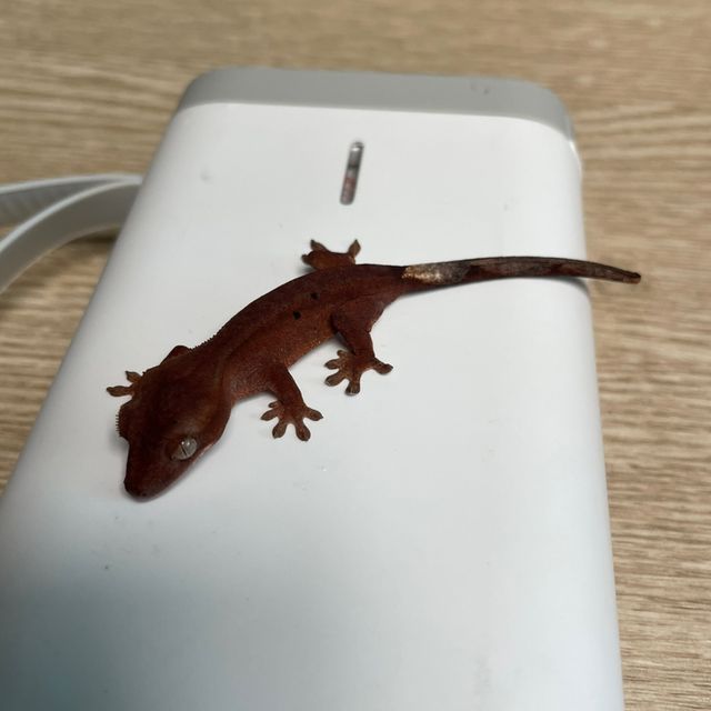 챠콜