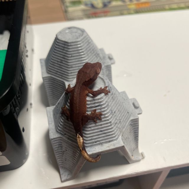챠콜 블랙