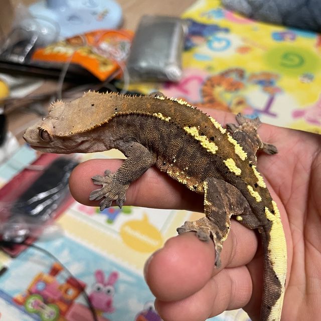 카푸치노 텐저린 타이거
