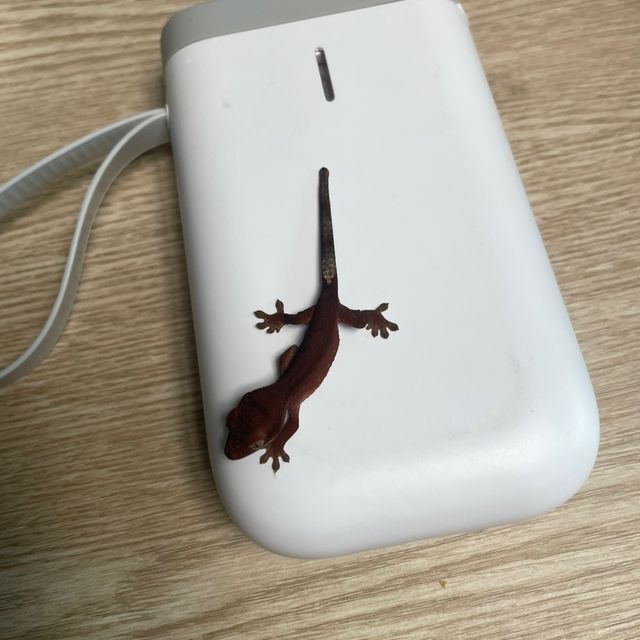 챠콜