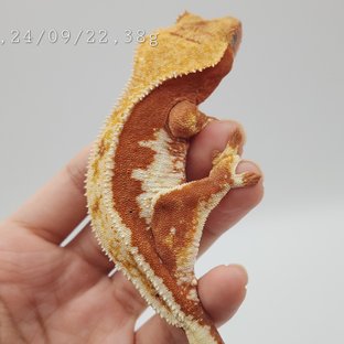 릴리화이트 레드