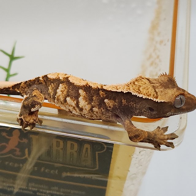 노멀 트라이 익스트림할리퀸 화이트스팟 화이트포트홀 드리피