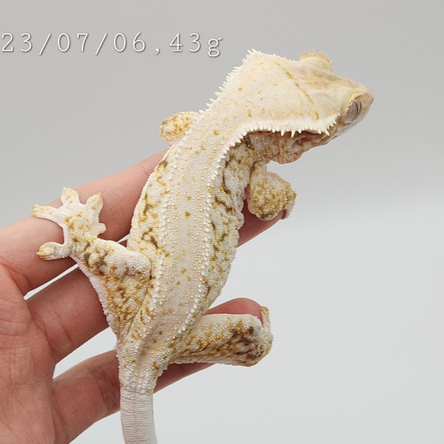 릴리화이트 트라이 익스트림할리퀸 화이트스팟 화이트포트홀 드리피