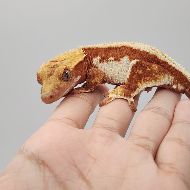 릴리화이트 레드