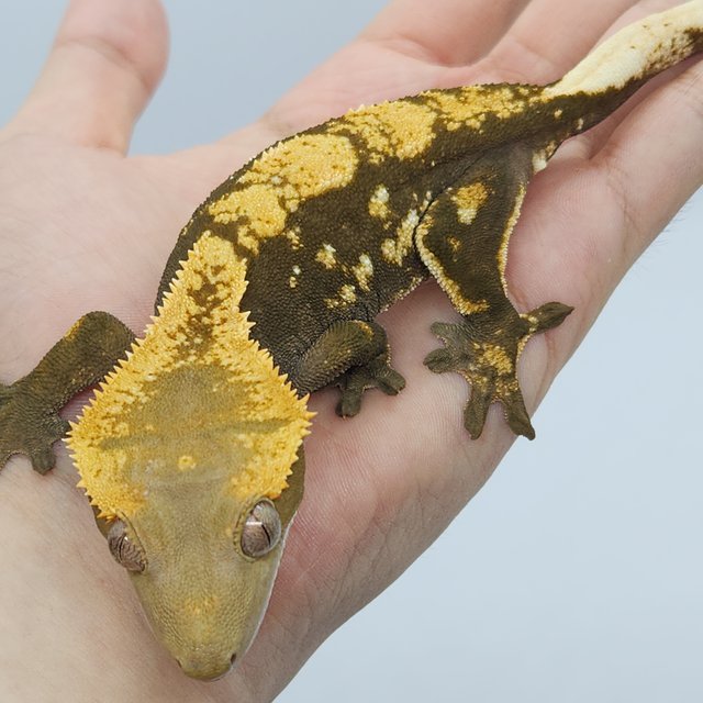 노멀 다크 플레임 화이트포트홀