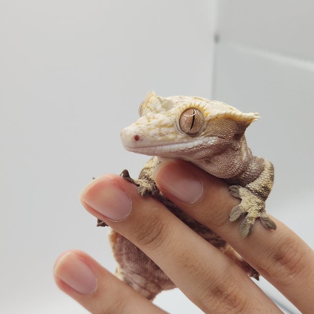 노멀 드리피 화이트 익스트림할리퀸