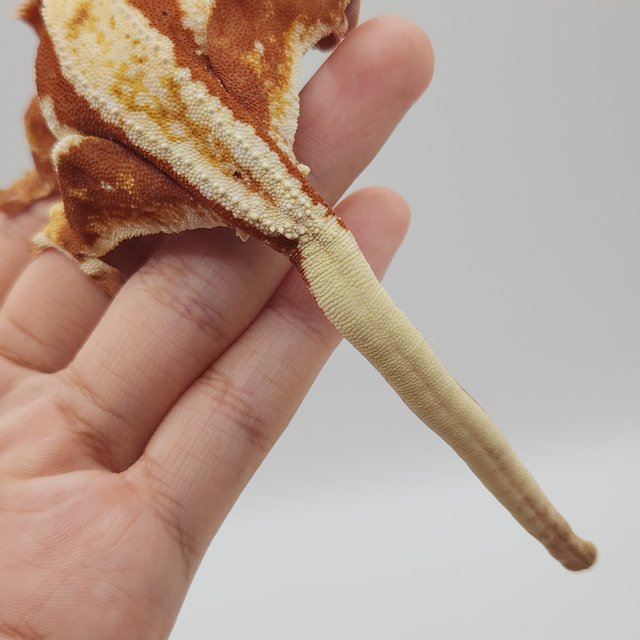 릴리화이트 레드