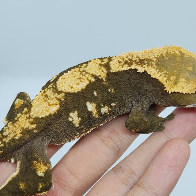 노멀 다크 플레임 화이트포트홀