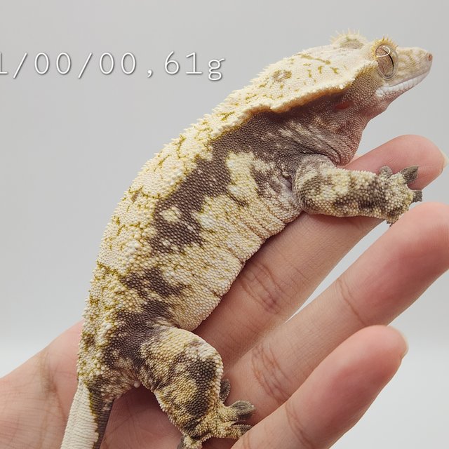 노멀 드리피 화이트 익스트림할리퀸