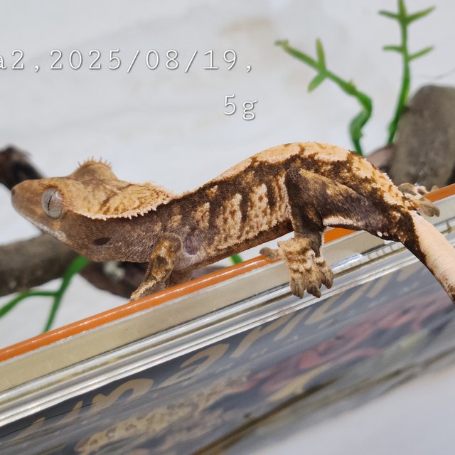 노멀 트라이 익스트림할리퀸 화이트스팟 화이트포트홀 드리피