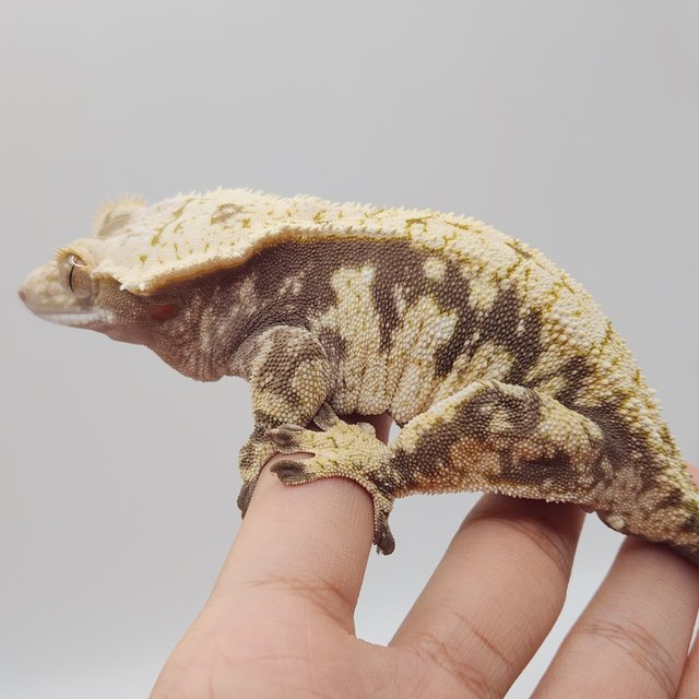 노멀 드리피 화이트 익스트림할리퀸