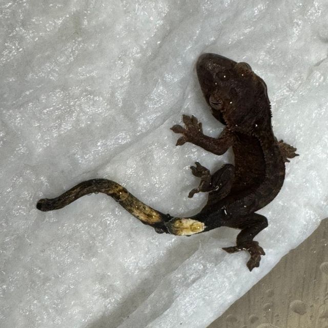 챠콜 알티