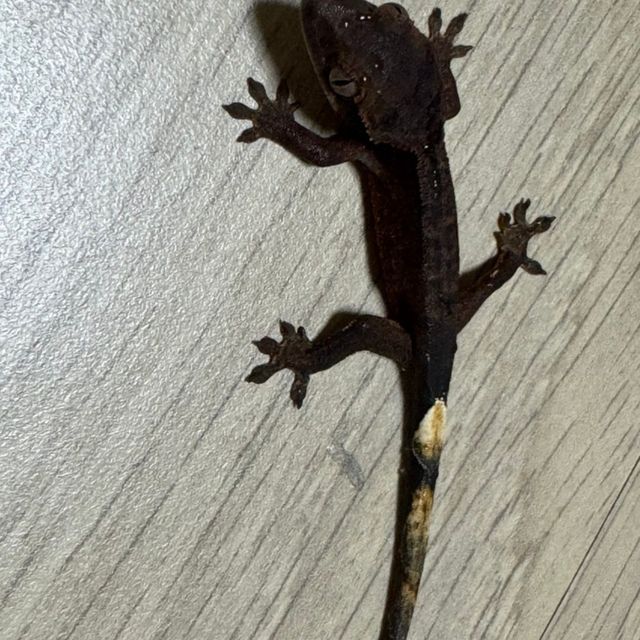 챠콜 알티