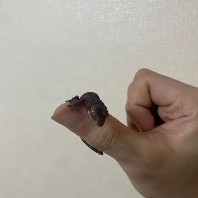 챠콜 알티