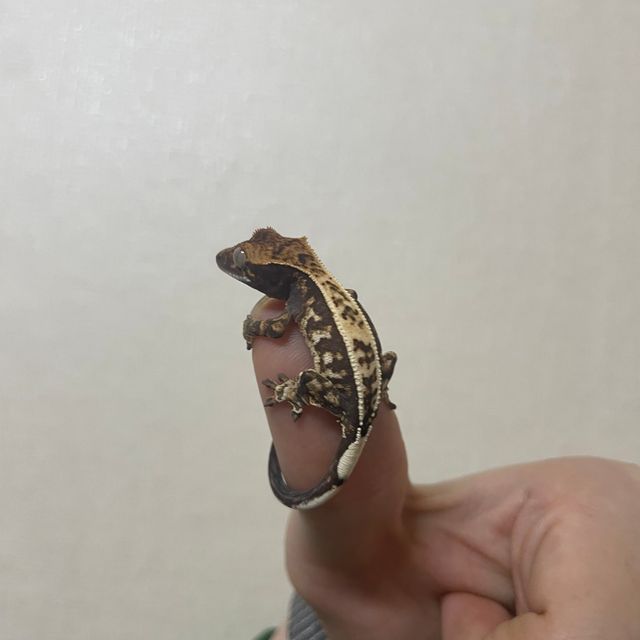 카푸치노