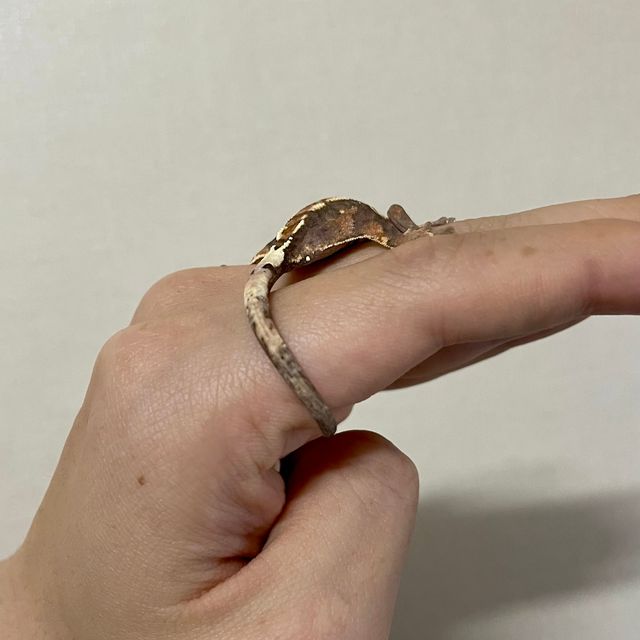 카푸치노 트라이