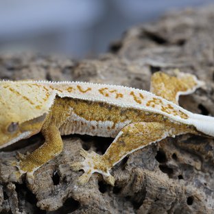 노멀 트라이 텐저린 익스트림할리퀸