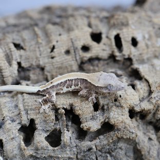 릴리화이트 100%헷초초