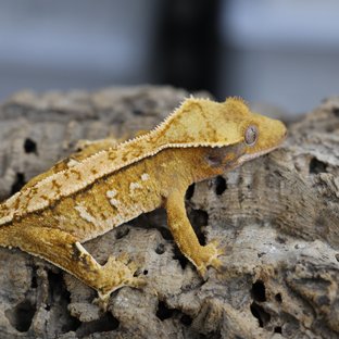 노멀 트라이 텐저린 익스트림할리퀸