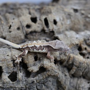 릴리화이트 100%헷초초