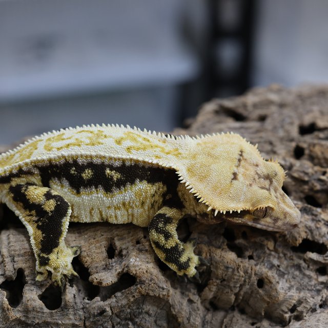 노멀 트라이 쿼드