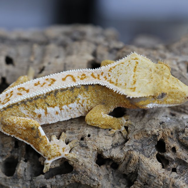 노멀 트라이 텐저린 익스트림할리퀸