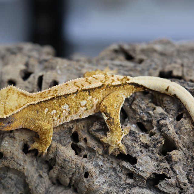 노멀 트라이 텐저린 익스트림할리퀸