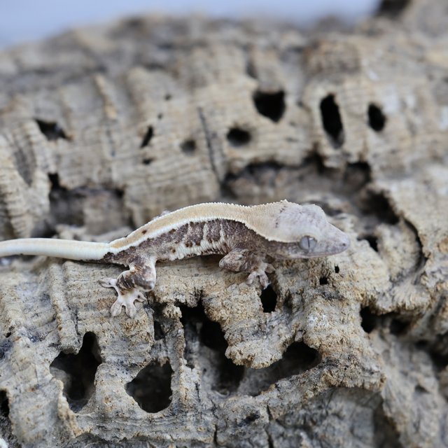 릴리화이트 100%헷초초