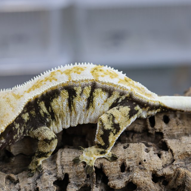 노멀 트라이 화이트스팟