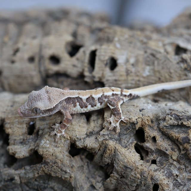 릴리화이트 100%헷초초